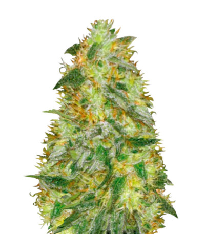 Auto Original Limonade Skunk fem (Victory Seeds) семена конопли