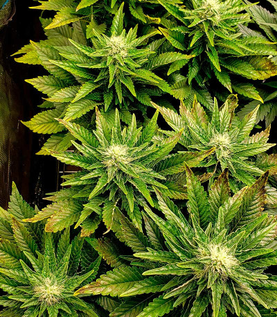 Big Bud Auto fem (Herbies Seeds) семена конопли