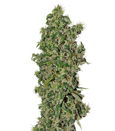 Big Tooth fem (Strain Hunters) семена конопли