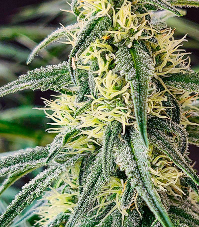 Семена конопли сорта Black Widow