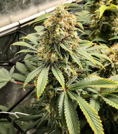 Blueberry OG fem (AlphaFem Seeds) семена конопли