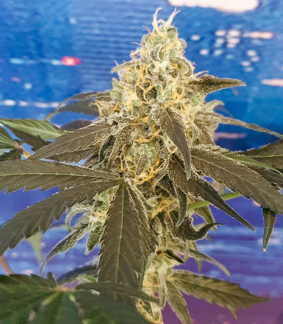 Bruce Banner #3 fem (Herbies Seeds) семена конопли