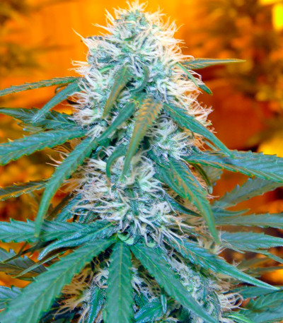 Bubba Cheese Auto fem (Humboldt Seeds) семена конопли