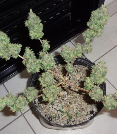 C99 fem (Female Seeds) семена конопли