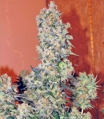 Chronic fem (Serious Seeds) семена конопли