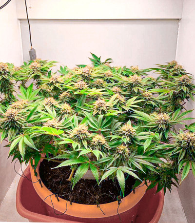 DO-SI-DOS fem (Cali Buds Seeds) семена конопли