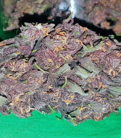 Devil Cream Auto fem (Sweet Seeds) семена конопли