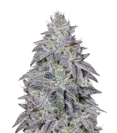 Сорт Franco's Lemon Cheese шишки