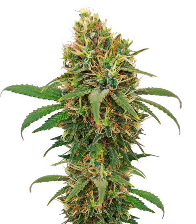 I'm Alive fem (AlphaFem Seeds) семена конопли