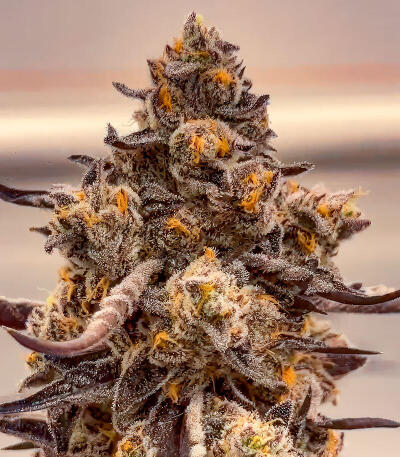 Mellowz fem (Compound Genetics) семена конопли