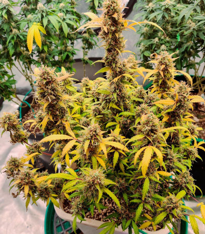 Northern Light Blue Auto fem (Delicious Seeds) семена конопли