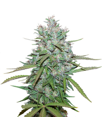 Northern Lights 5 X Haze fem (Sensi Seeds) семена конопли