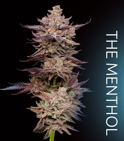 Permafunk fem (Compound Genetics) семена конопли