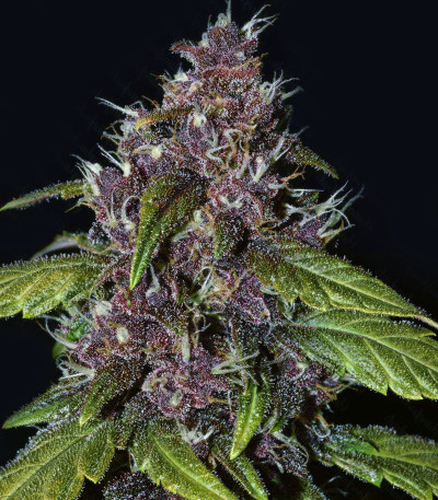 Purple Lemonade Auto fem (FastBuds) семена конопли