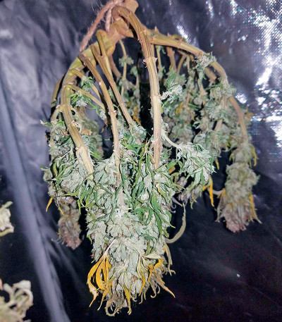 Purple Trainwreck fem семена конопли