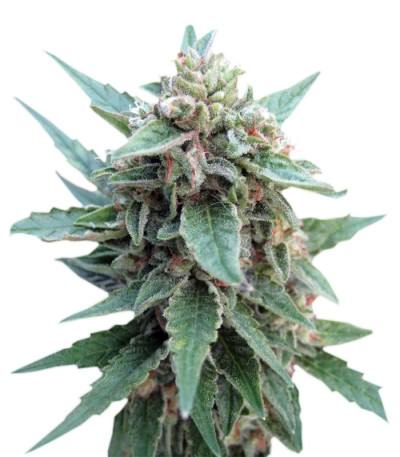 Red Dwarf auto fem семена конопли