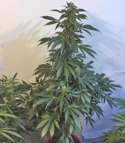 Rock Machine Auto fem (Doctor’s Choice) семена конопли