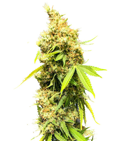 Royal Runtz fem (Royal Queen Seeds) семена конопли