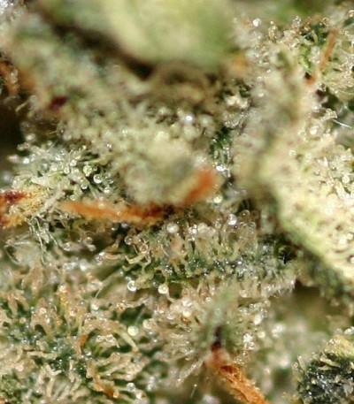 Snow Storm #2 (Dutch Passion) семена конопли