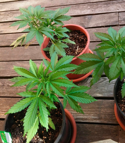 Stress Killer Automatic fem (Royal Queen Seeds) семена конопли