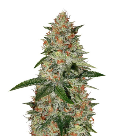 Семена Delicious Candy Early Version шишки 