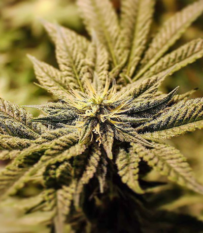 Royal Gorilla fem (Royal Queen Seeds) семена конопли