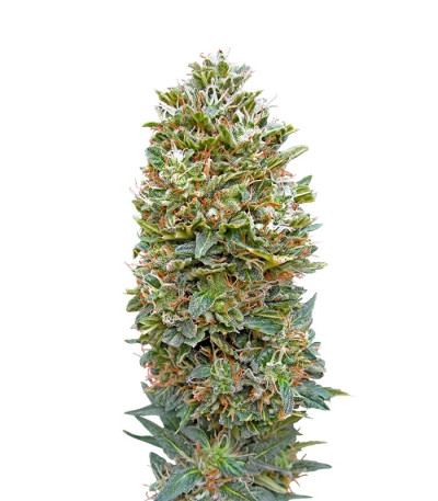 Auto Bubble Gum fem (00 Seeds) семена конопли