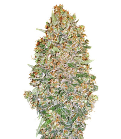 Auto Chocolate Skunk fem (00 Seeds) семена конопли
