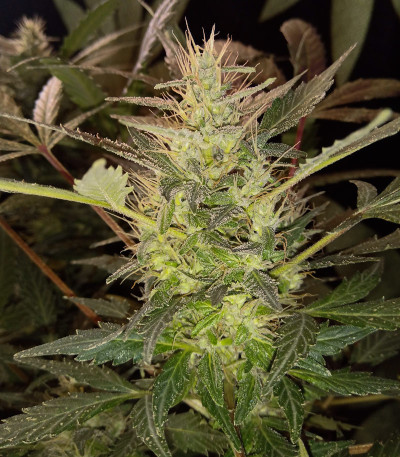 Auto Tutankhamon fem (Pyramid Seeds) семена конопли