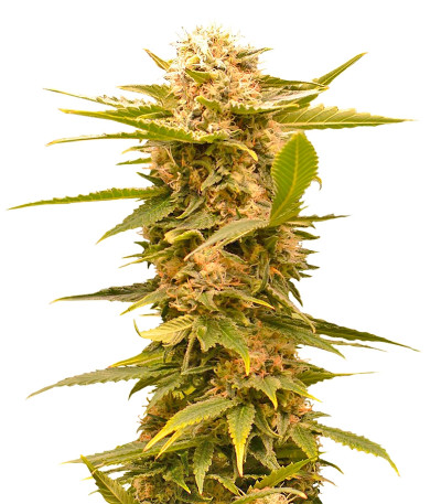 Black Dream fem (Eva Seeds) семена конопли