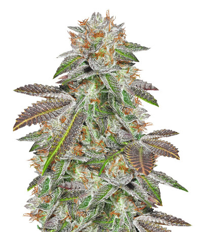 Bruce Banner #3 fem (Anesia Seeds) семена конопли