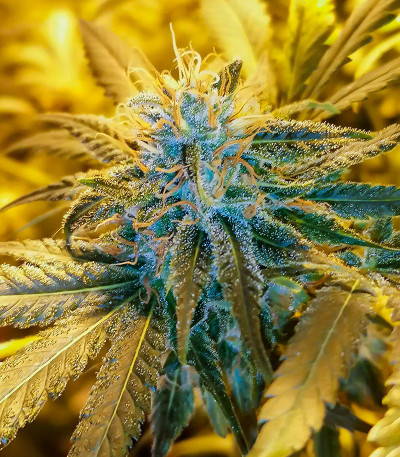 Critical Amnesia fem (AlphaFem Seeds) семена конопли