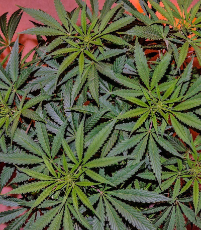 Diamond Girl fem семена конопли