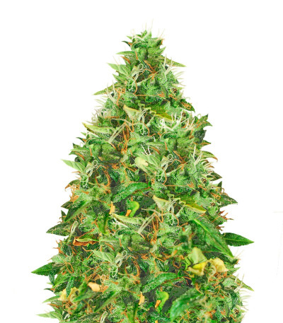 Doctor’s Choice #1 Auto fem семена конопли