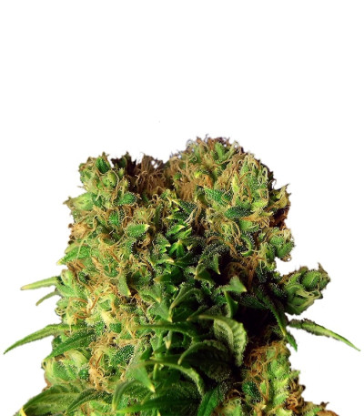 Dutch Dragon fem (Paradise Seeds) семена конопли