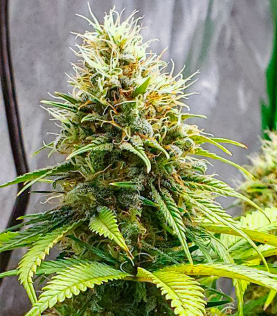 GG-48 fem (Nirvana Seeds) семена конопли