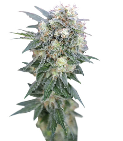Ganesh reg (Mandala Seeds) семена конопли