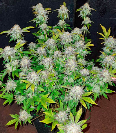 Gelato #45 fem (Barney's Farm) семена конопли