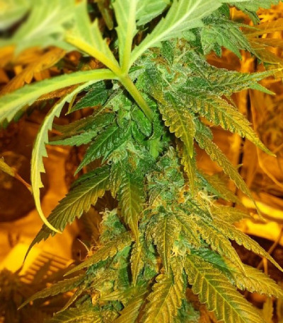 Grand Master Kush reg (Sumo Seeds) семена конопли