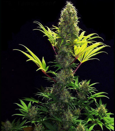 ICE fem (Female Seeds) семена конопли