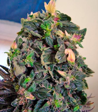 Jock Horror reg (Nirvana Seeds) семена конопли