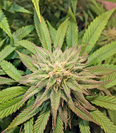 Lemon Garlic OG fem семена конопли