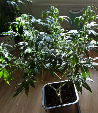 Lemon Kush fem (Female Seeds) семена конопли