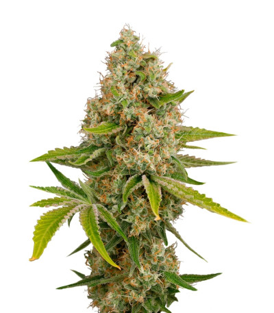 OG Kush Autoflowering fem (Dinafem Seeds) семена конопли