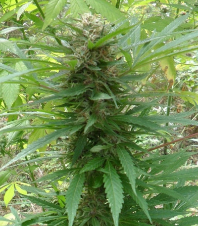 Outdoor Grapefruit fem (Female Seeds) семена конопли