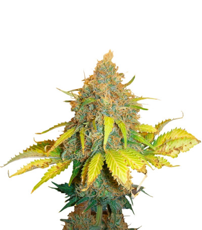 Pure Power Plant fem (Nirvana Seeds) семена конопли