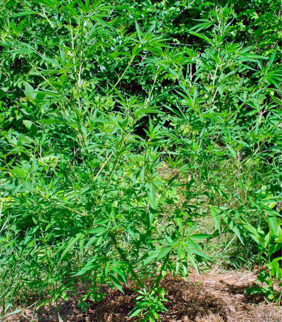 Purple Paro Valley fem семена конопли