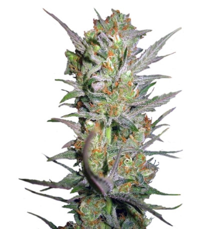 Sweet Haze fem (DNA Genetics) семена конопли