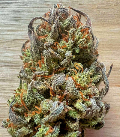 Vanilla Latte Auto fem (Humboldt Seed Company) семена конопли