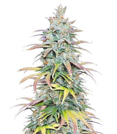 Apple Betty fem (Herbies Seeds) семена конопли